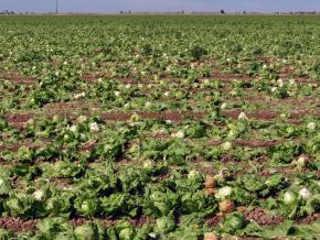 A field of romaine lettuce during harvest season in Yuma County, Arizona